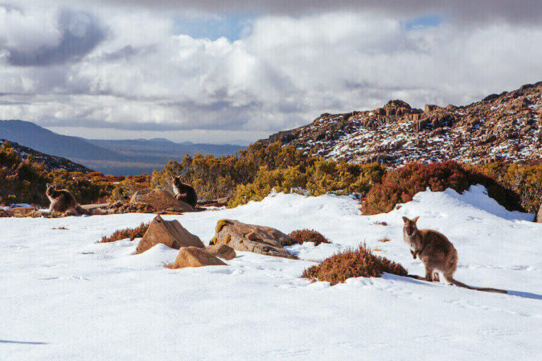 Does It Snow In Australia