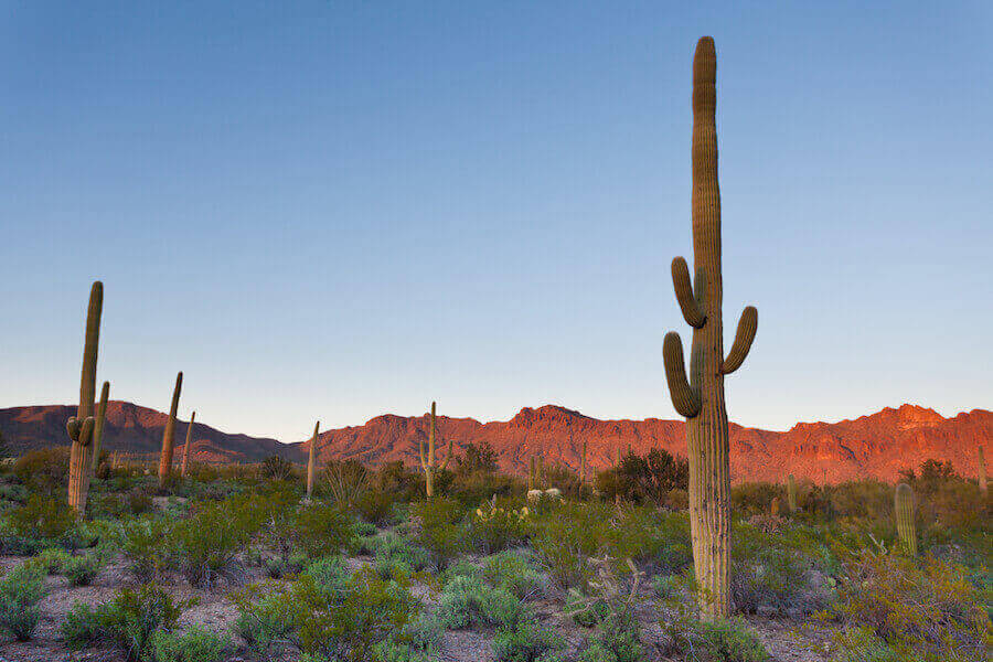 saguaro-np-desert