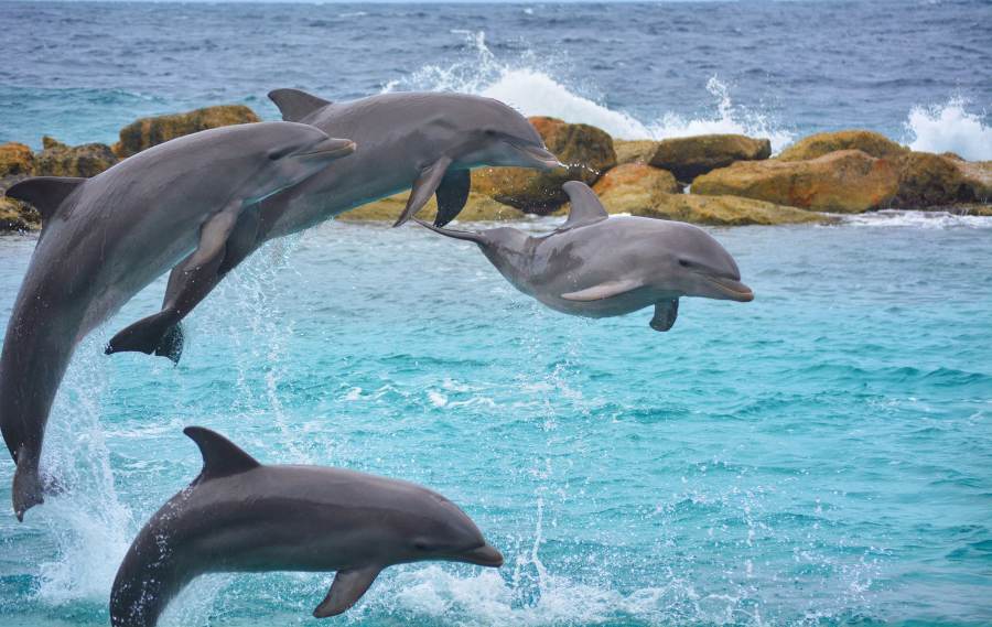 dolphins-in-tenerife