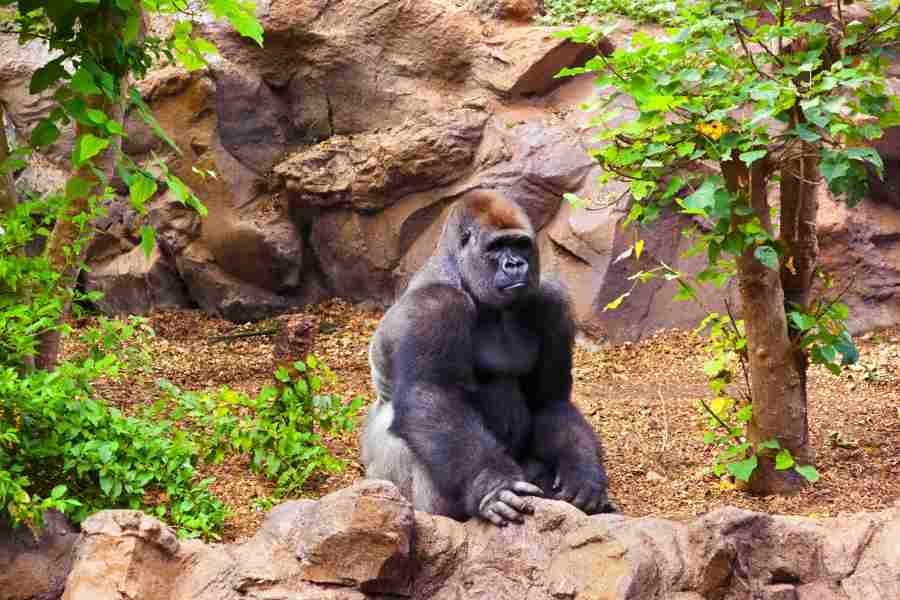 gorilla-in-tenerife-zoo