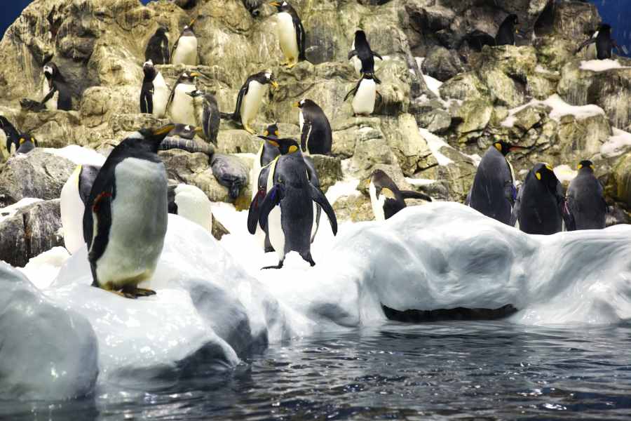 penguins-of-loro-parque-tenerife